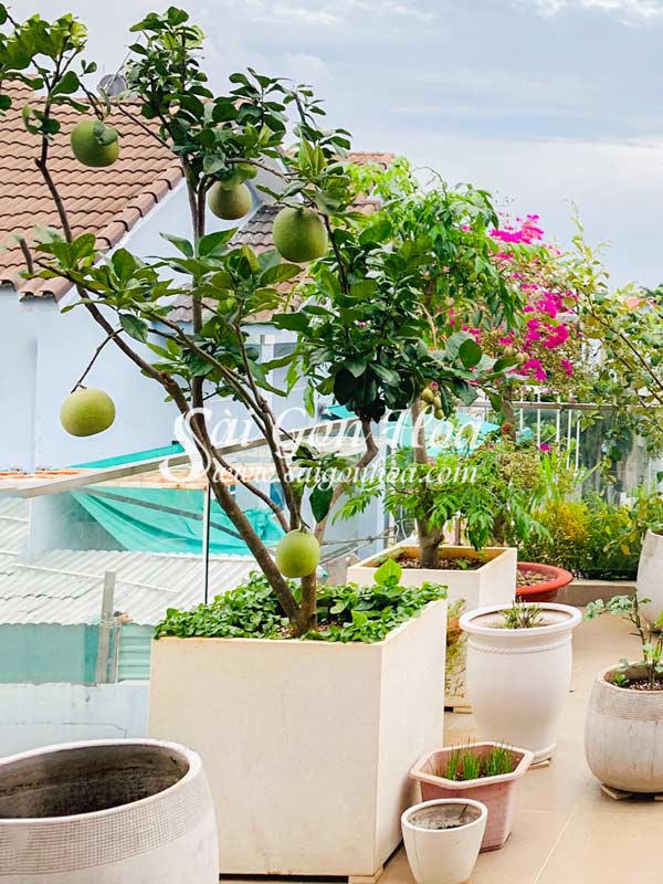 Các loại cây ăn quả trồng chậu phù hợp với ban công và sân thượng Gallery 2