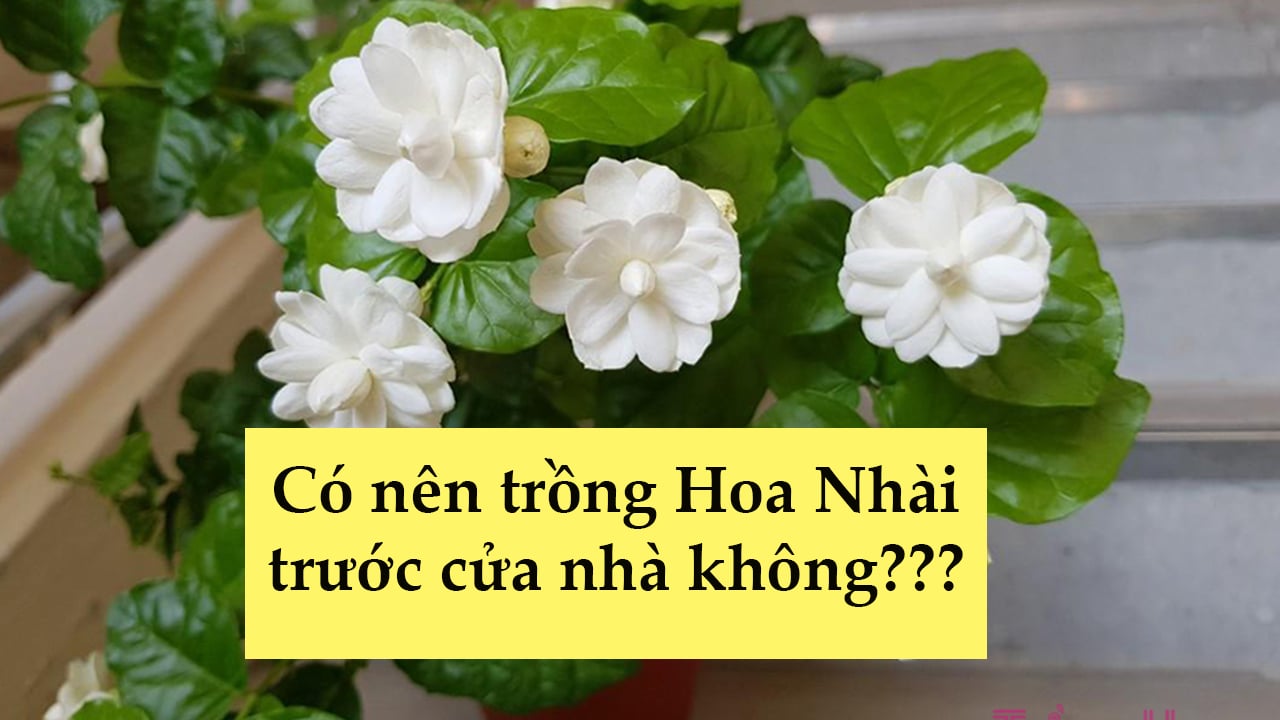 Trồng hoa nhài trước nhà có tốt không? Gallery 2