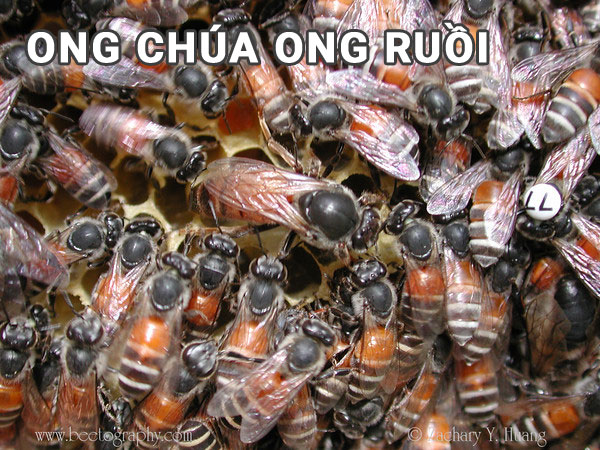 Cách Bắt Ong Ruồi Gallery 2