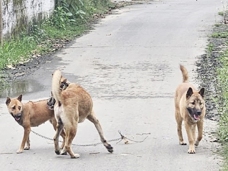 Cuộc sống khi là chó cưng: Thiên đường hay địa ngục? Gallery 2
