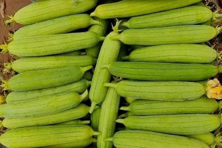 Những Người Không Nên Ăn Mướp Hương
