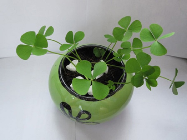 Cỏ bốn lá thường mọc ở đâu? Gallery 1