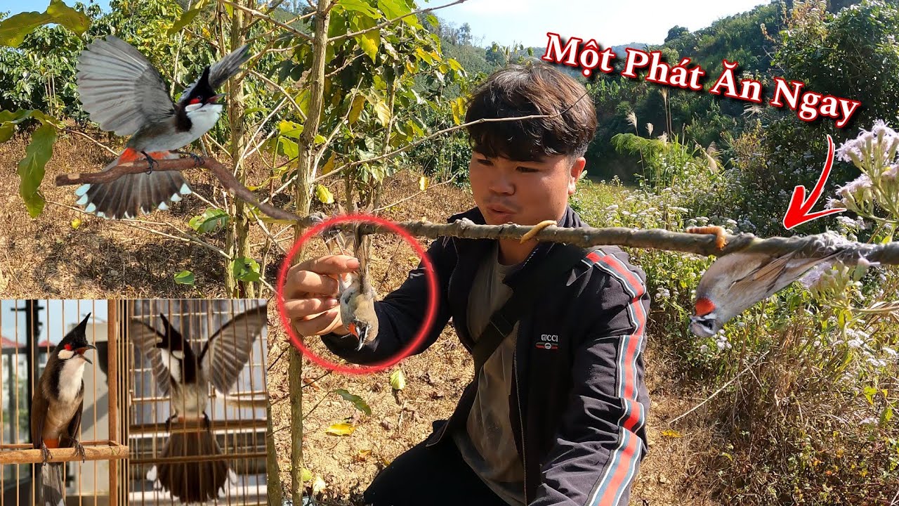 Cách Bẫy Chào Mào Không Cần Mồi Gallery 1