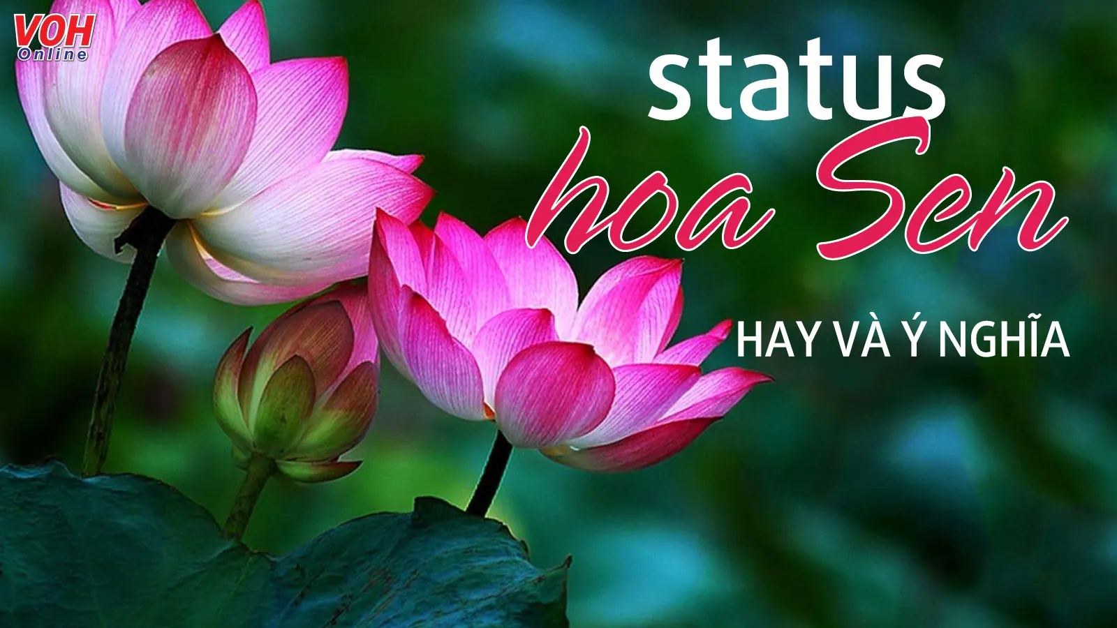 Status Hay Về Hoa Sen: Lời Tri Ân Tình Yêu và Sự Thanh Khiết Gallery 2