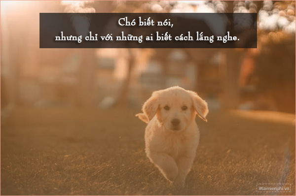 Status Hay Về Thú Cưng: Những Câu Nói Hay Nhất Về Tình Yêu Thú Cưng Gallery 2