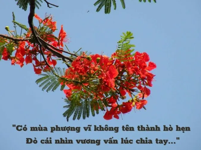 STT Hoa Phượng: Những Câu Nói Hay và Ý Nghĩa Về Loài Hoa Học Trò Gallery 1