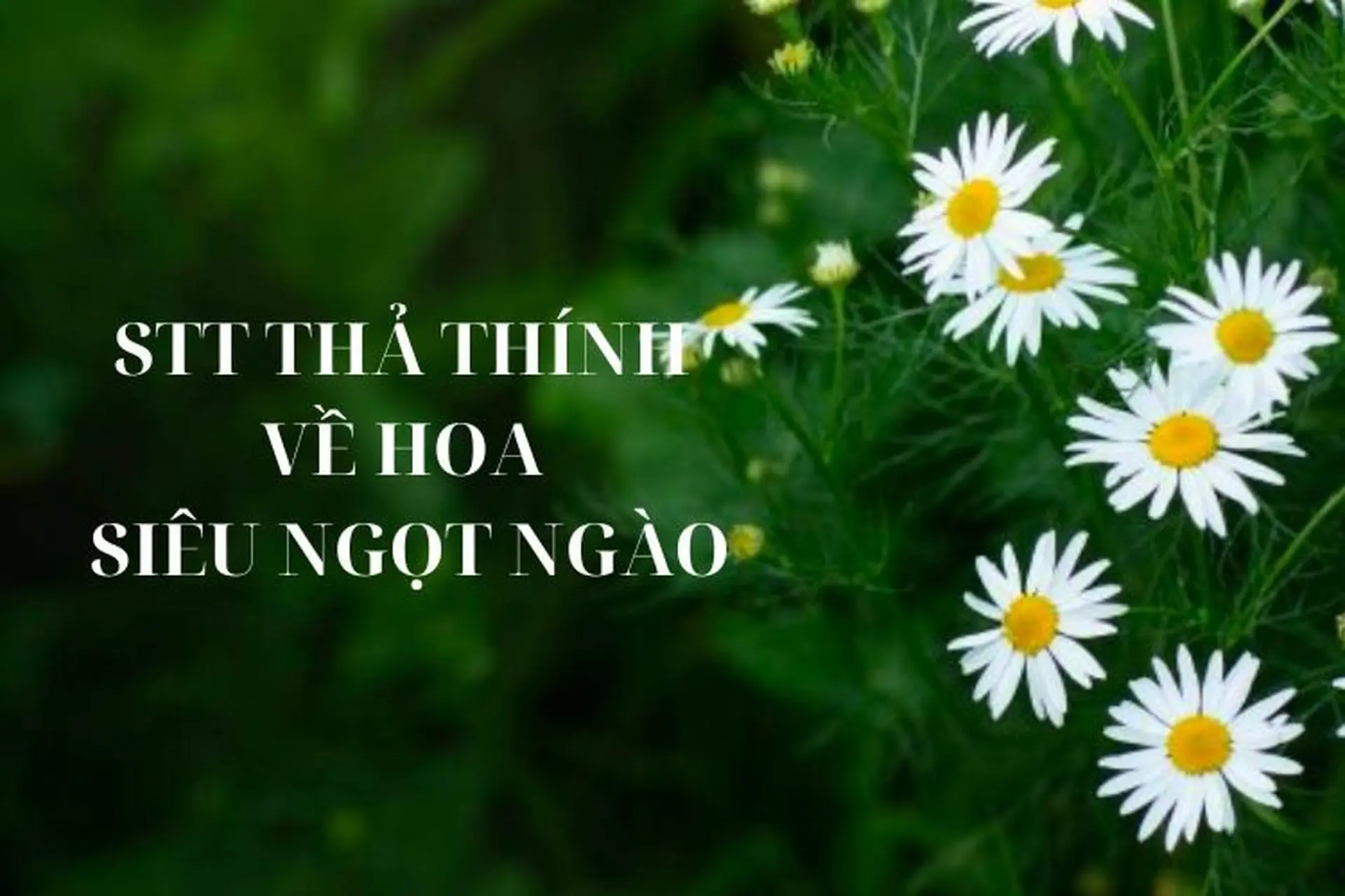 STT Về Hoa Hay Và Ý Nghĩa Gallery 1