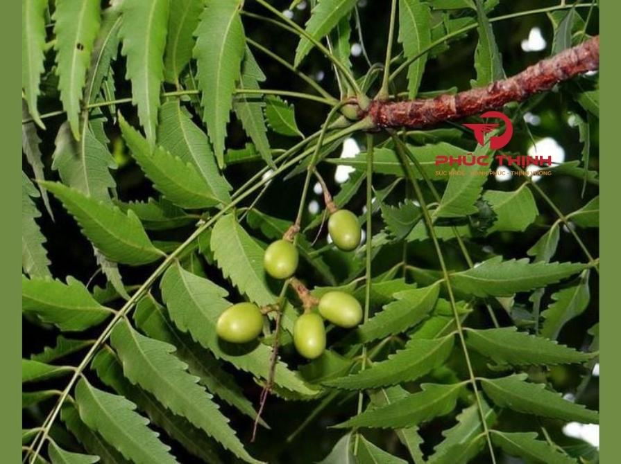 Lá Sầu Đâu Có Tác Dụng Gì? Gallery 2