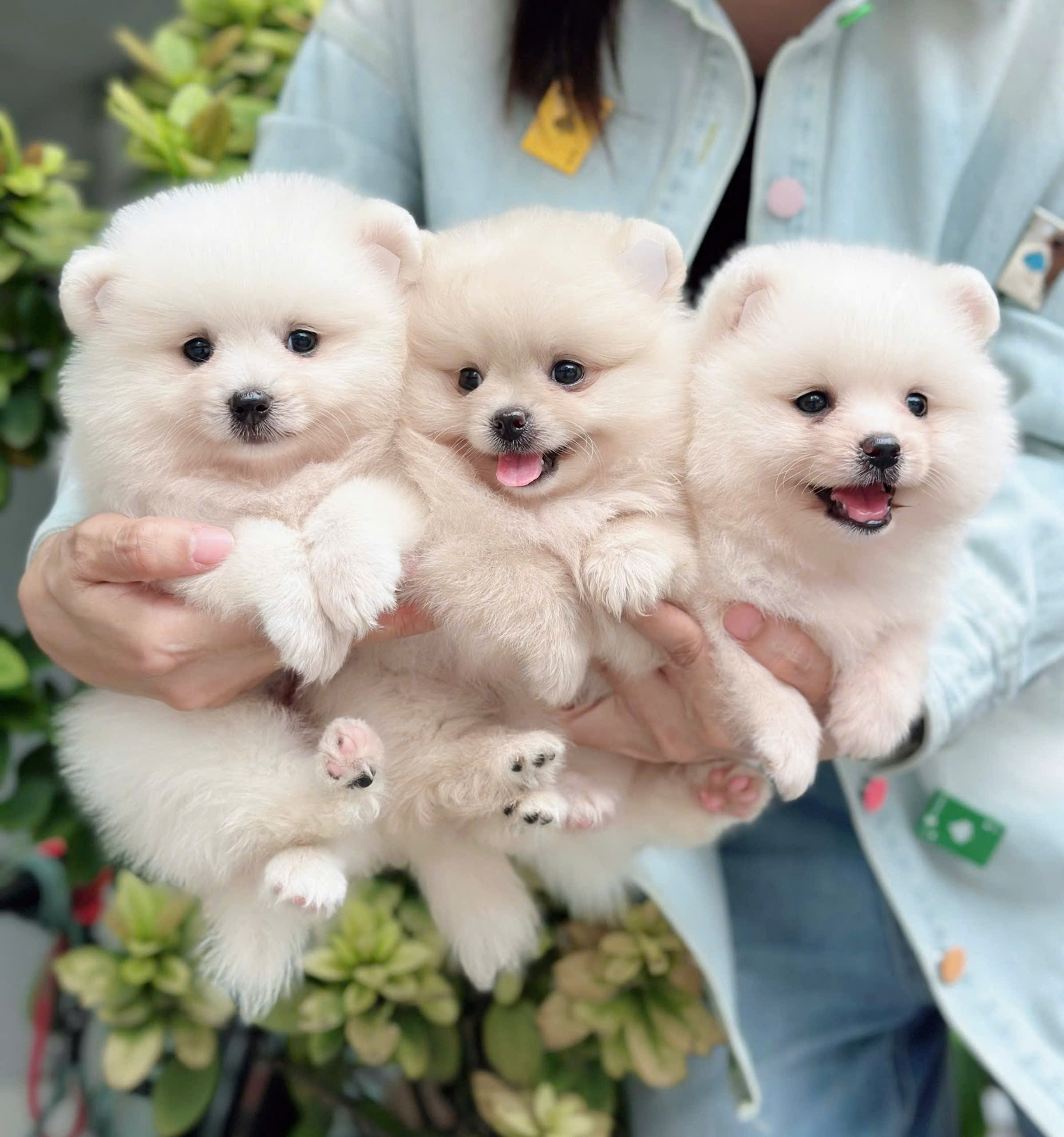 Chó Phốc Sóc Có Dễ Nuôi Không? Gallery 2