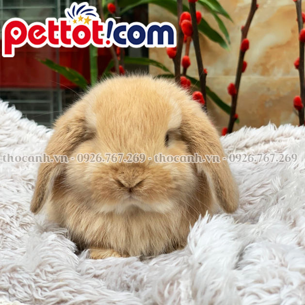 Thỏ đi vệ sinh như thế nào?