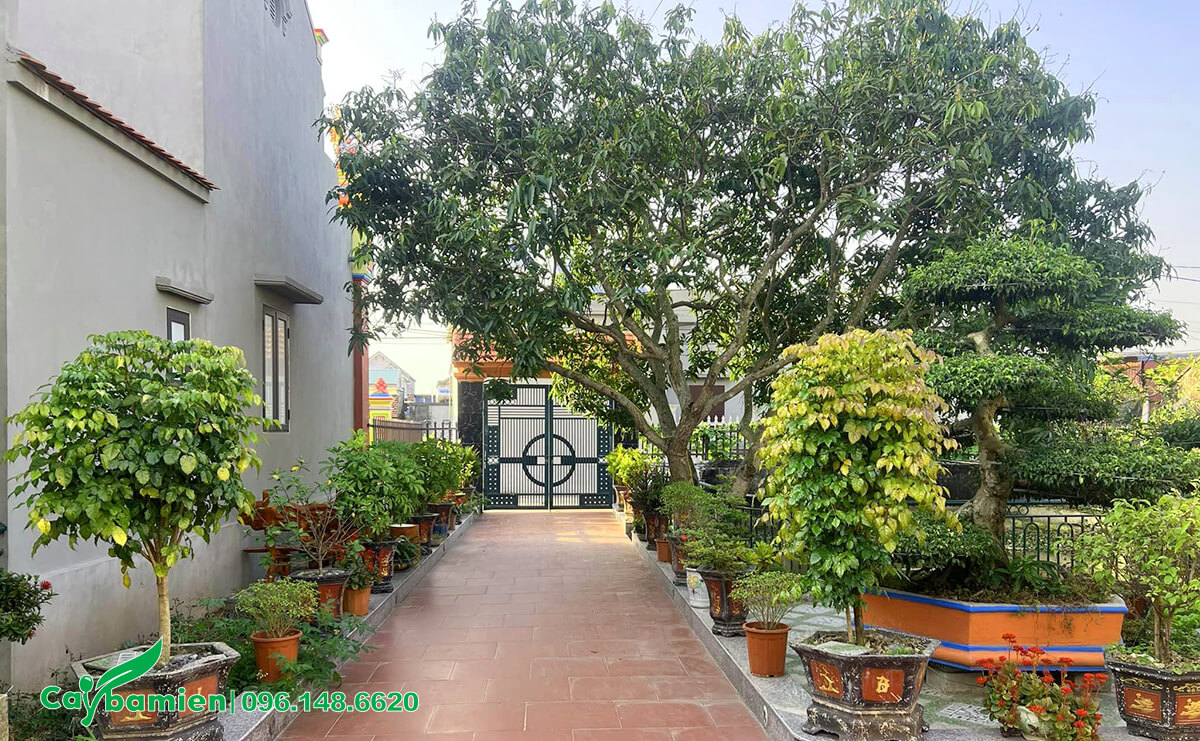 Cây Gì Trồng Trước Nhà Tốt? Gallery 1