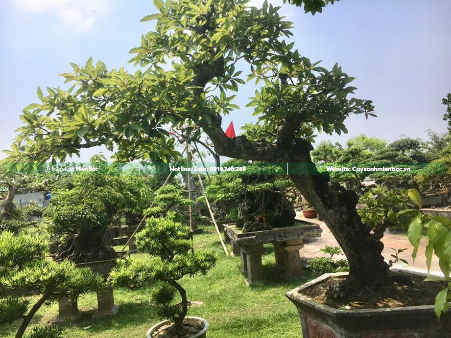 Cây Lộc Vừng Đẹp Nhất Việt Nam Gallery 1