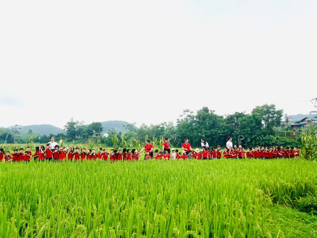Mời Anh Về Quê Em Đồng Xanh Ruộng Lúa Mênh Mông Gallery 2