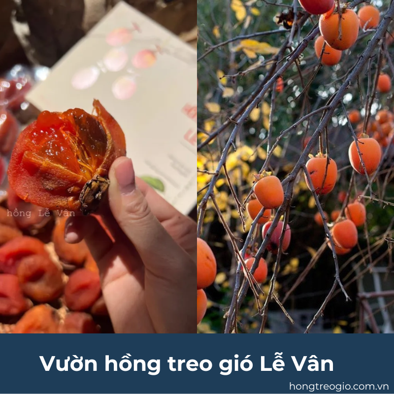 Vườn Hồng Treo Gió Đà Lạt Gallery 2