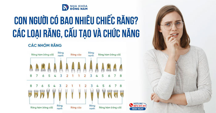 Hàm răng người có bao nhiêu cái? Gallery 2