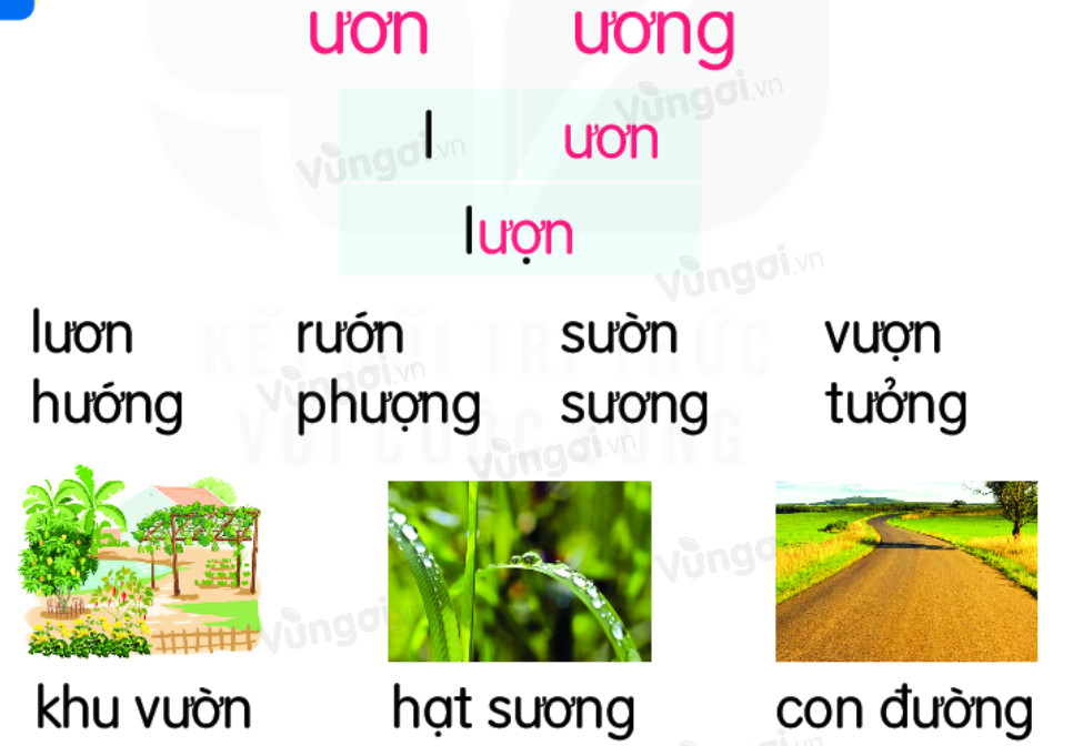 Những từ vần ươn và ương trong tiếng Việt