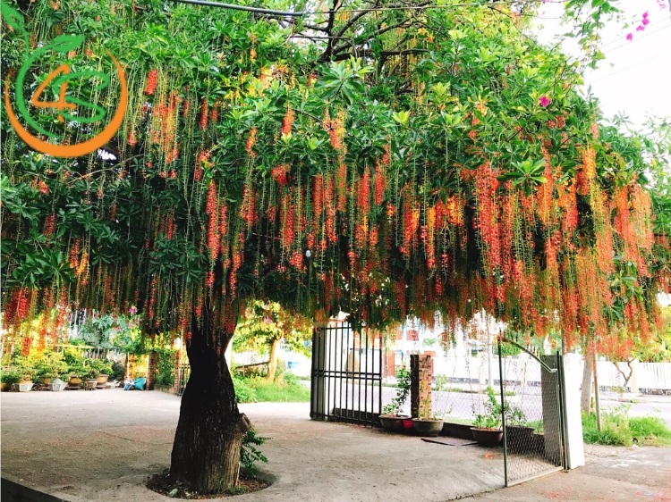 Vị trí đặt cây Lộc Vừng chuẩn phong thủy và thẩm mỹ Gallery 1