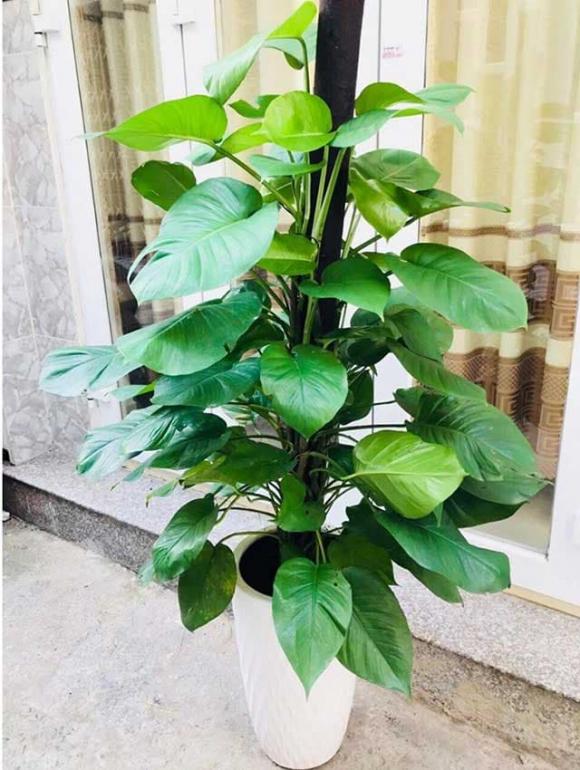 Vị trí đặt cây trầu bà trong nhà tốt nhất để đón tài lộc và may mắn Gallery 1