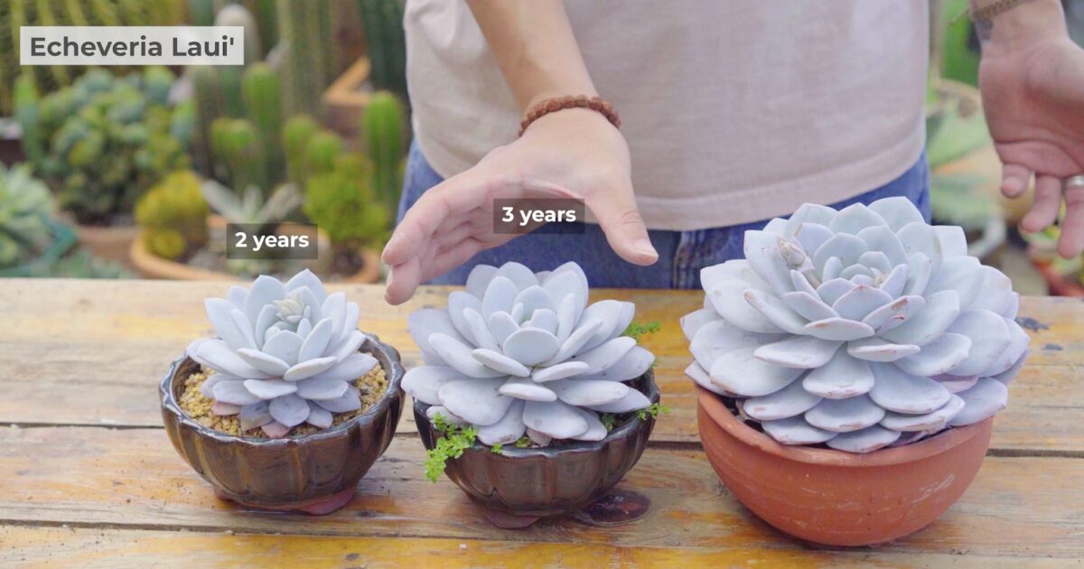 Cây Sen Đá Nên Đặt Ở Đâu Trong Nhà? Gallery 2