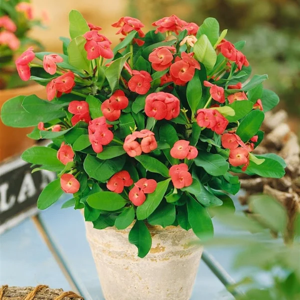 Cây Xương Rồng Bát Tiên Nên Trồng Ở Đâu? Gallery 2