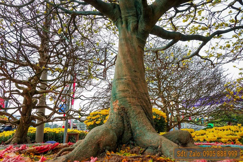 Những Cây Mai Đẹp Nhất Việt Nam Gallery 2