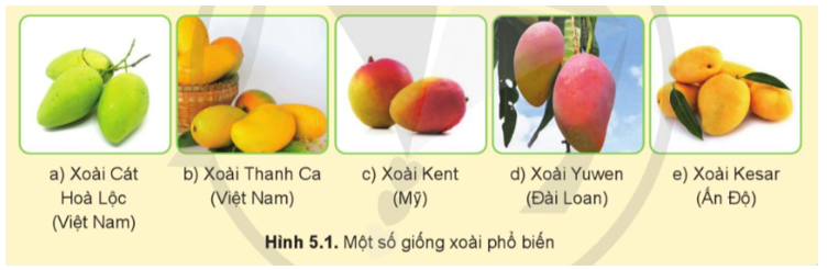 Quả Xoài Có Hình Gì? Gallery 2