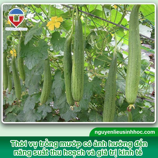 Trồng mướp vào tháng mấy? Gallery 2