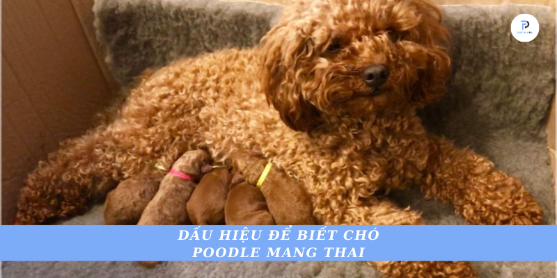 Chó Poodle Bao Lâu Thì Đẻ? Gallery 2