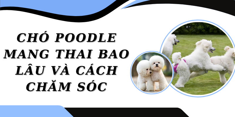 Poodle Mang Thai Bao Lâu? Gallery 2