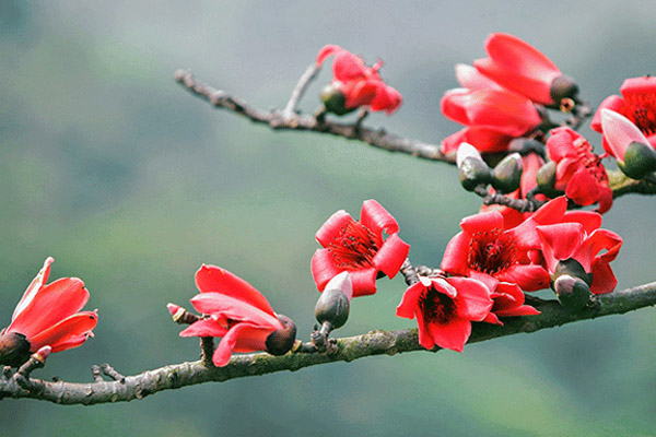 Mùa Hoa Gạo Tháng Mấy? Gallery 2