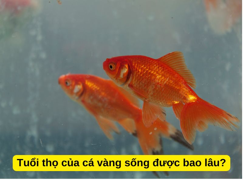 Cá Vàng Sống Được Bao Lâu? Gallery 1