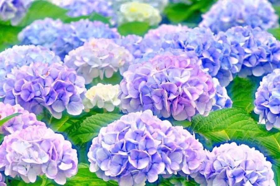 Cây Cẩm Tú Cầu Sống Được Bao Lâu? Gallery 1
