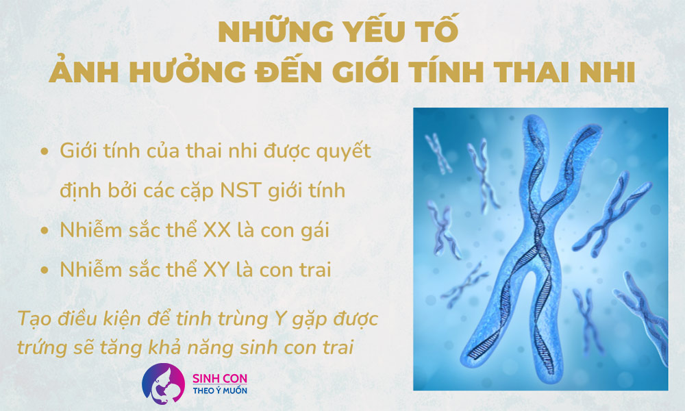 Bao nhiêu tuần thì biết giới tính thai nhi? Gallery 2