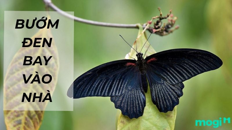 Bướm Đen Bay Xung Quanh Người: Điềm Báo Hay Ngẫu Nhiên? Gallery 2