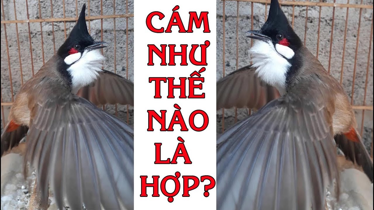 Cám Chim Chào Mào Tốt Nhất Hiện Nay Gallery 2