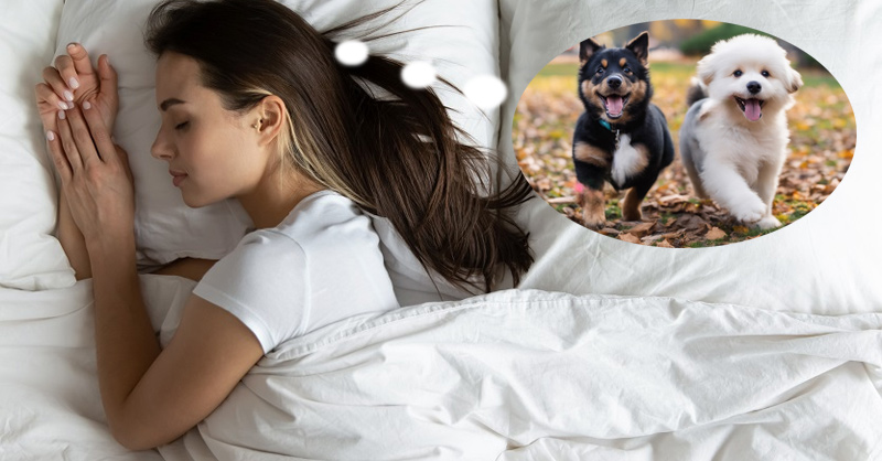 Nằm Mơ Thấy Chó Đẻ: Điềm Báo Giàu Sang Hay Xui Xẻo? Gallery 2