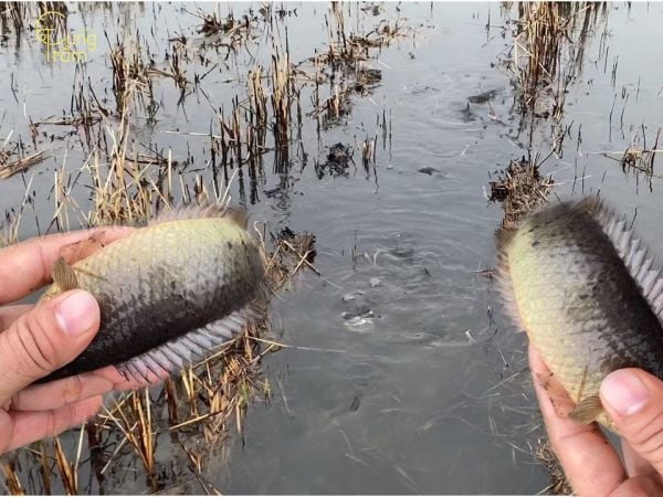 Mơ Bắt Cá Rô Bằng Tay: Điềm Báo Gì? Gallery 2