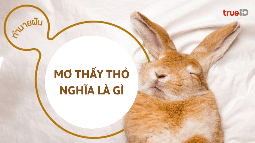 Nằm Mơ Thấy Thỏ Trắng: Điềm Báo May Mắn Hay Xui Xẻo? Gallery 2