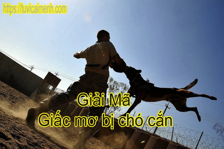 Giấc mơ bị chó cắn: Điềm báo gì? Giải mã giấc mơ thấy chó cắn Gallery 2