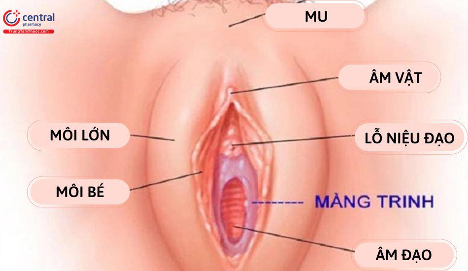 Đút tay vào có mất trinh không? Gallery 2