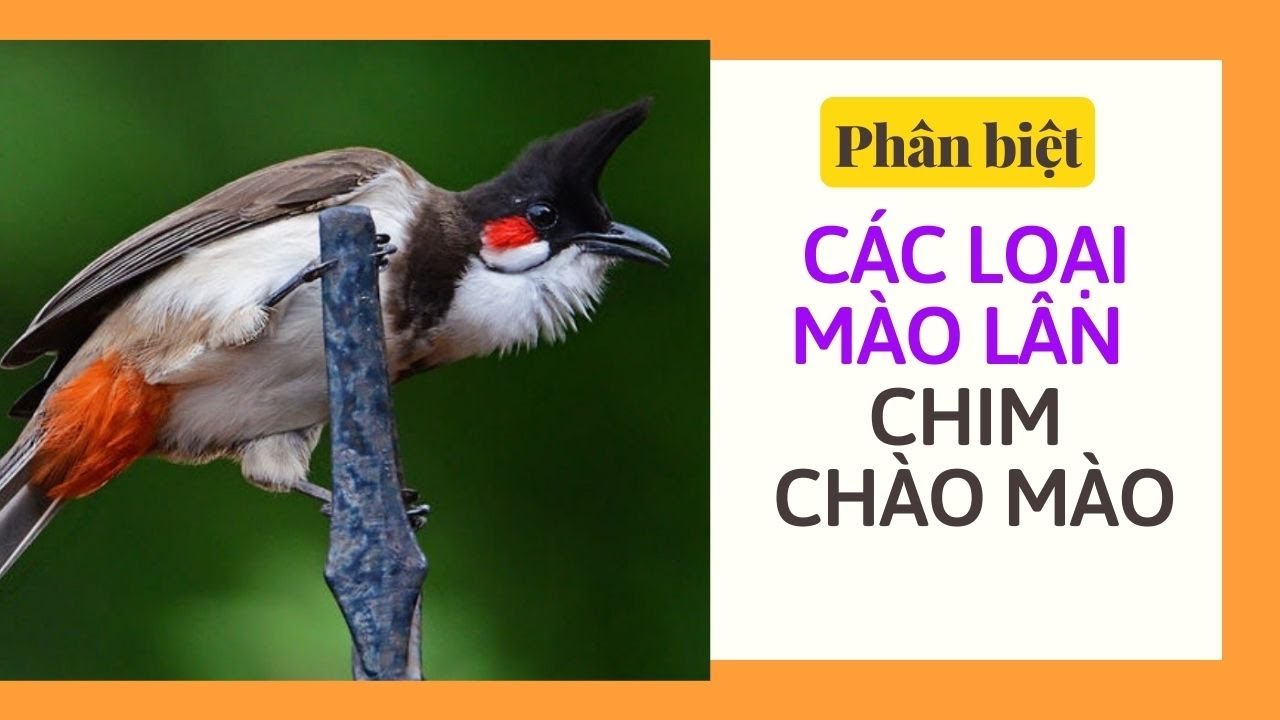 Các Loại Chào Mào Ở Việt Nam Gallery 2
