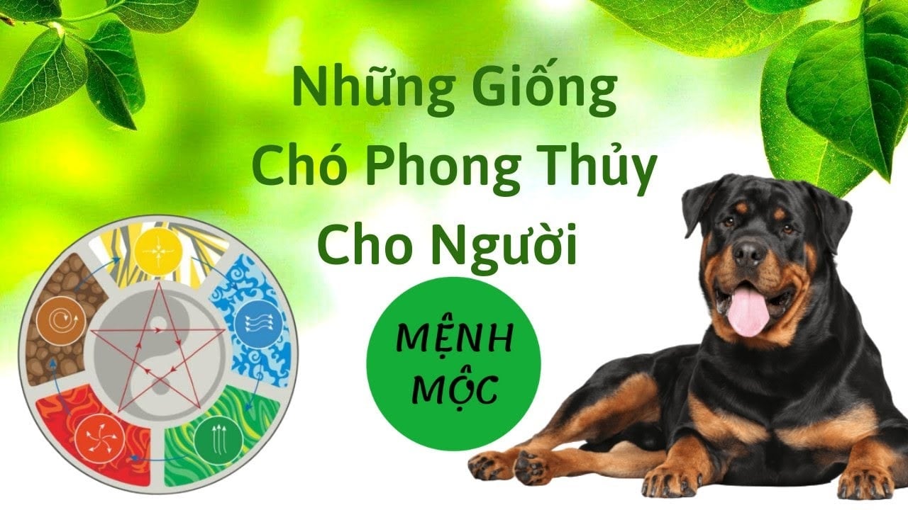 Chó nhà đẻ 4 con đực tốt hay xấu?