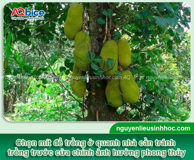 Có Nên Trồng Mít Trước Nhà? Gallery 2