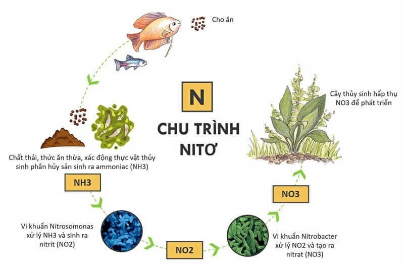 NO3 có hóa trị mấy? Gallery 2