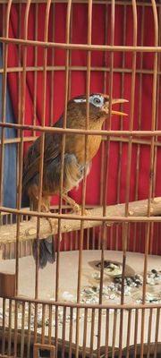 Mua Chim Họa Mi Gallery 1