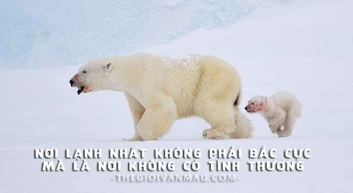 Nơi lạnh nhất không phải là Bắc Cực mà là nơi không có tình thương là câu nói của ai?