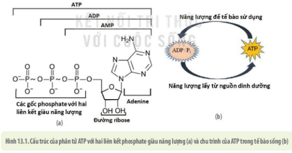 ATP: Phát biểu nào sau đây không đúng?