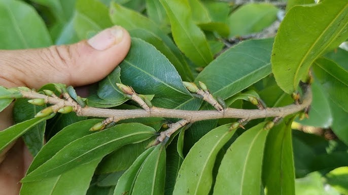Nụ Mai Còn Nhỏ