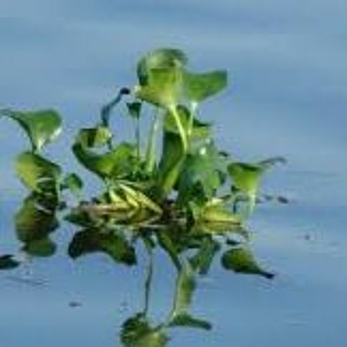 Nước chảy bèo trôi