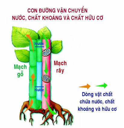 Nước được vận chuyển trong thân cây chủ yếu như thế nào?
